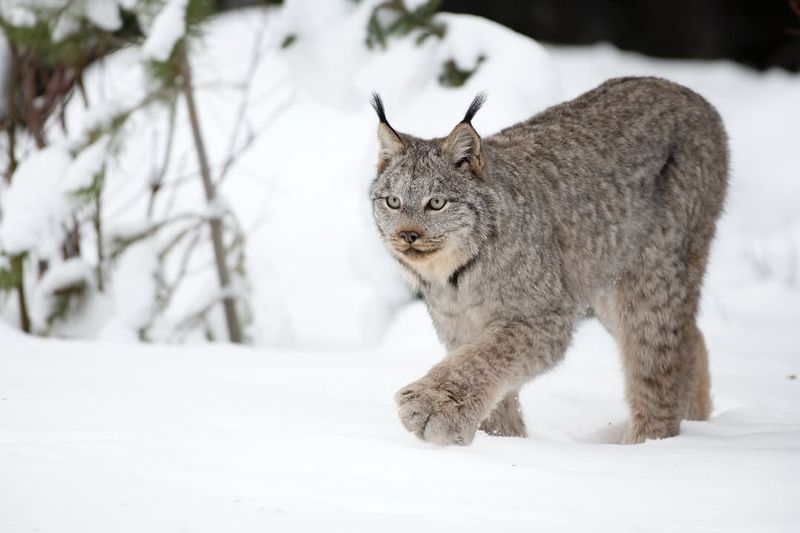 Canada Lynx