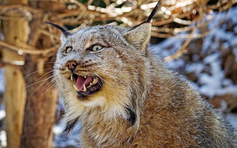 Canadian Lynx