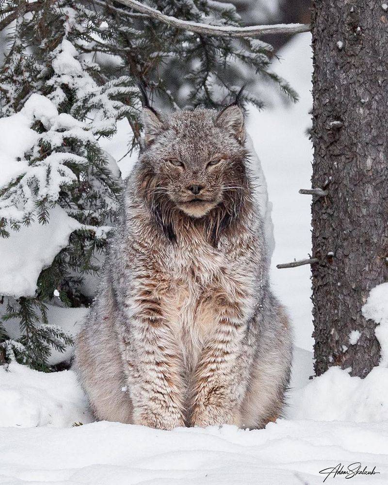 Canadian Lynx