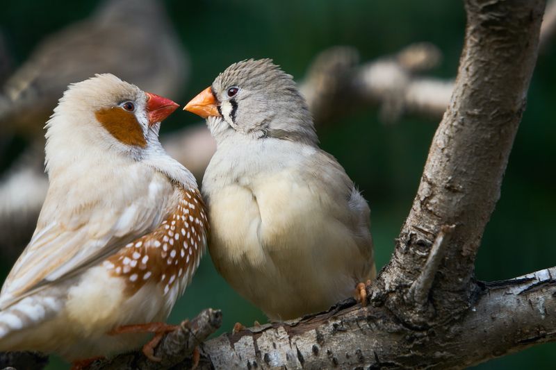 Zebra Finches