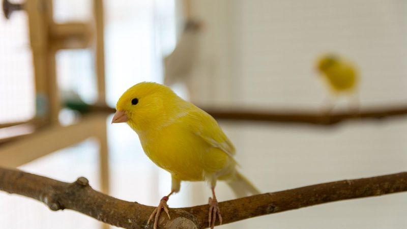 Canary