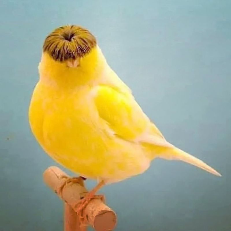 Canary