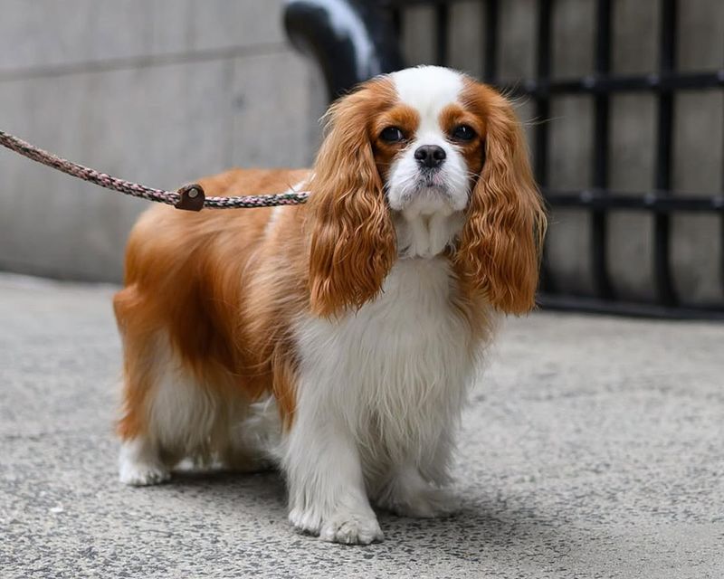 Cancer: Cavalier King Charles Spaniel