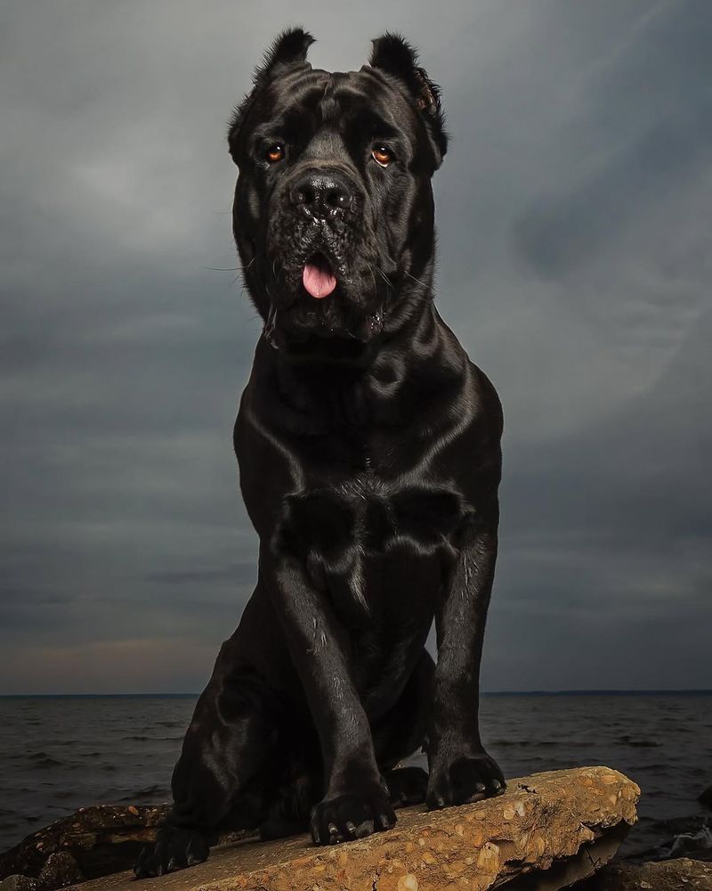 Cane Corso