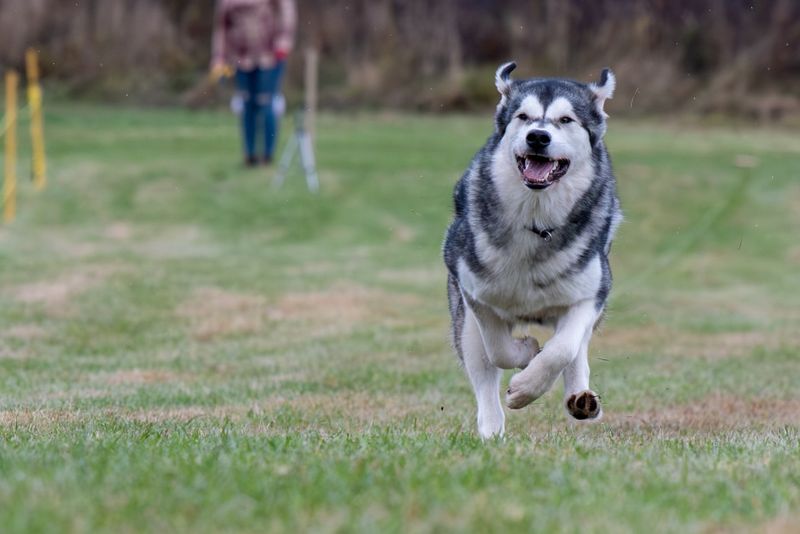 Alaskan Malamute