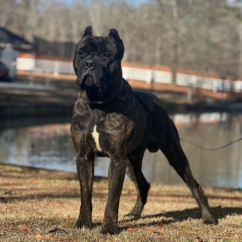 Cane Corso