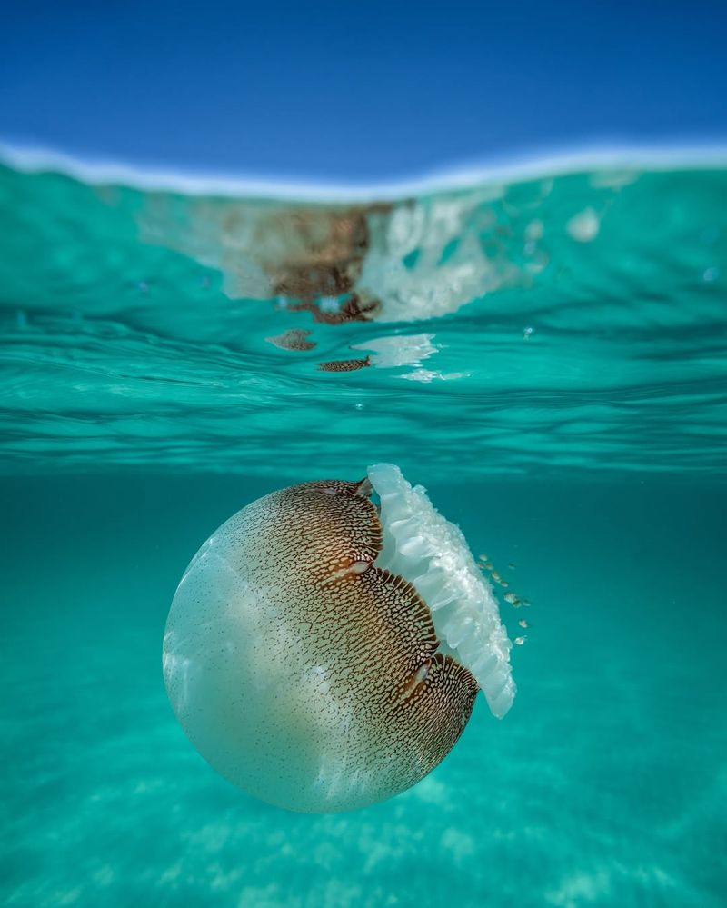 Cannonball Jellyfish