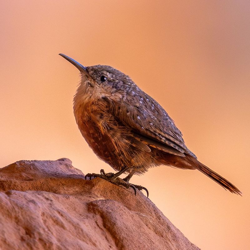 Canyon Wren