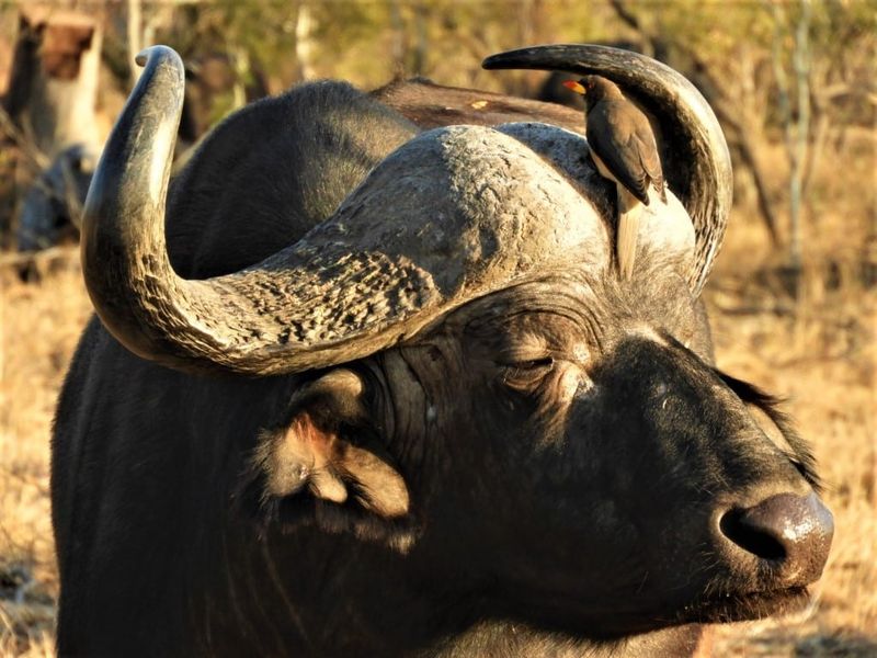 Cape Buffalo