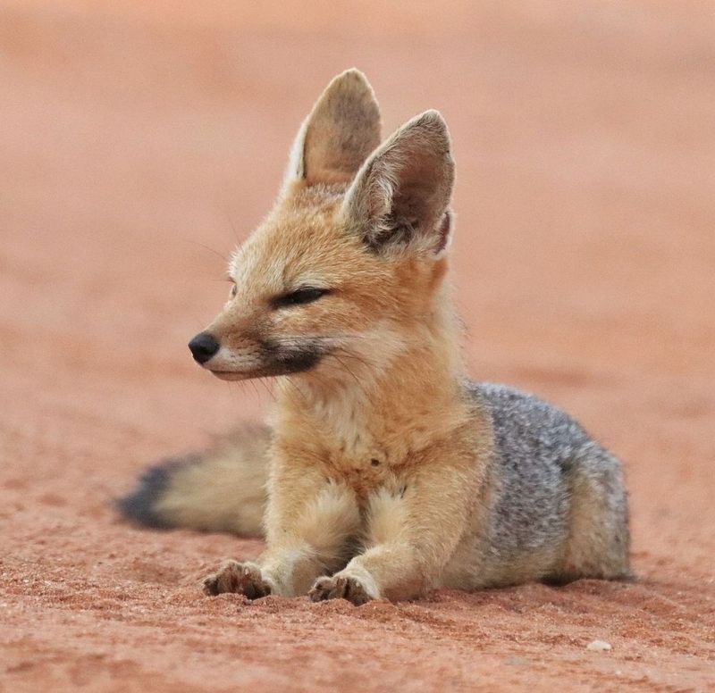 Cape Fox