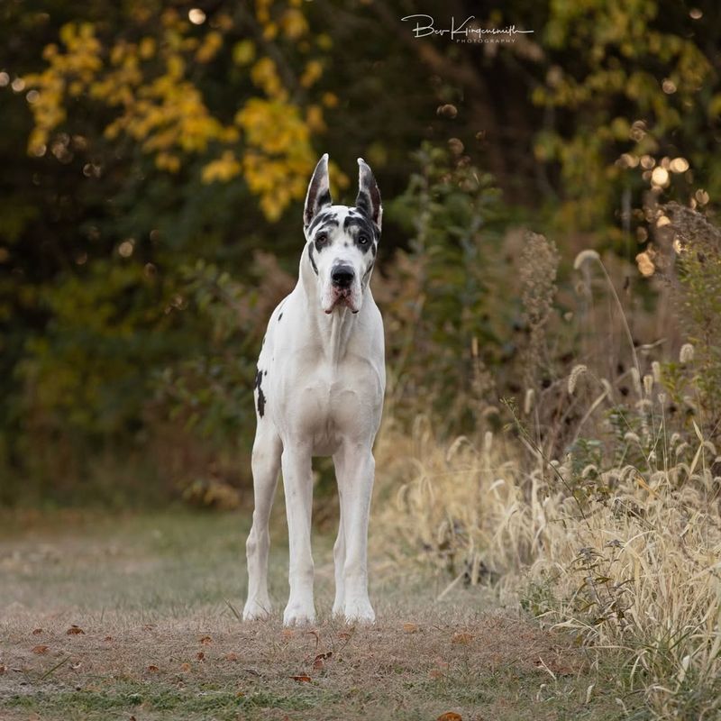 Capricorn: Great Dane