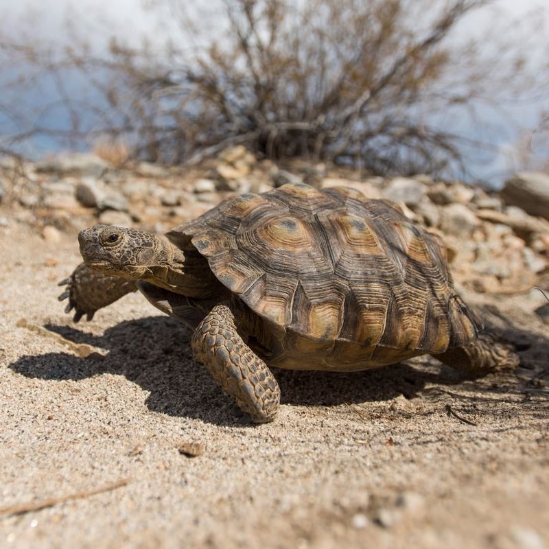 Capricorn - Tortoise