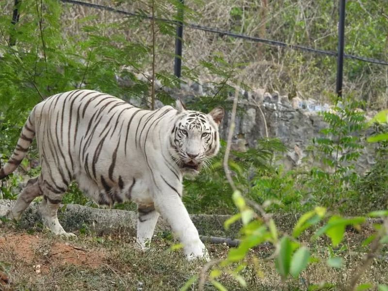 Captive Breeding Programs