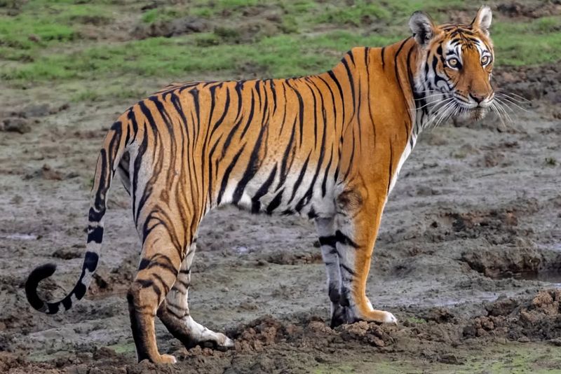 Bengal Tiger