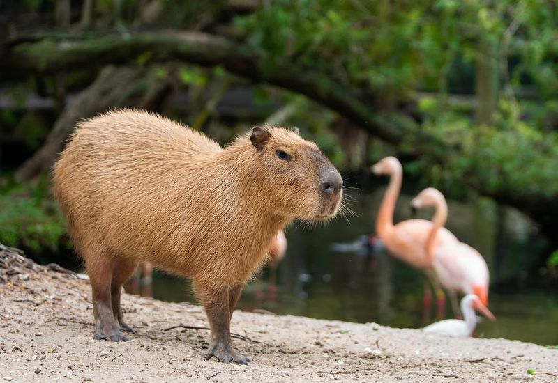 Capybara