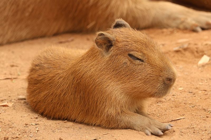 Capybara