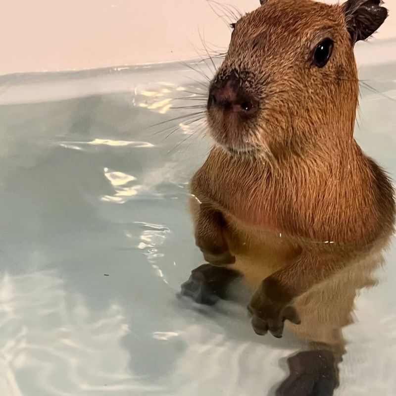 Capybara