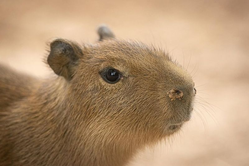 Capybara