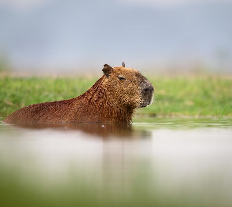 Capybara