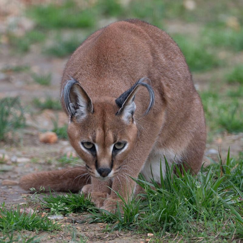 Caracal