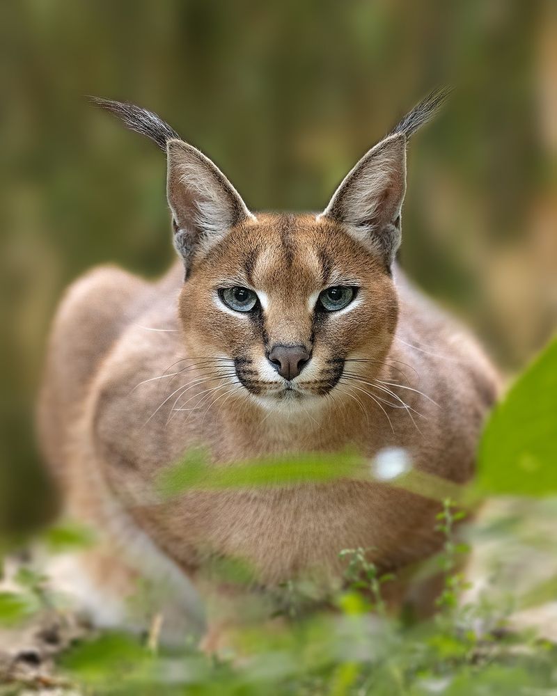 Caracal's Desert Disguise