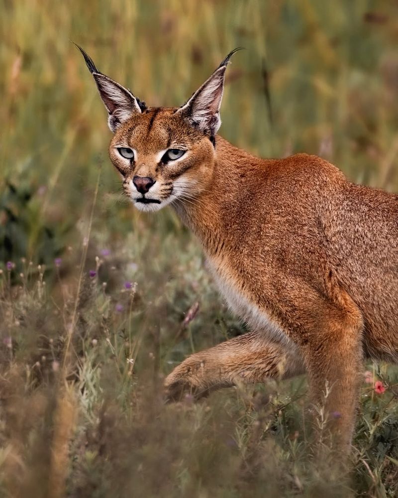 Caracal