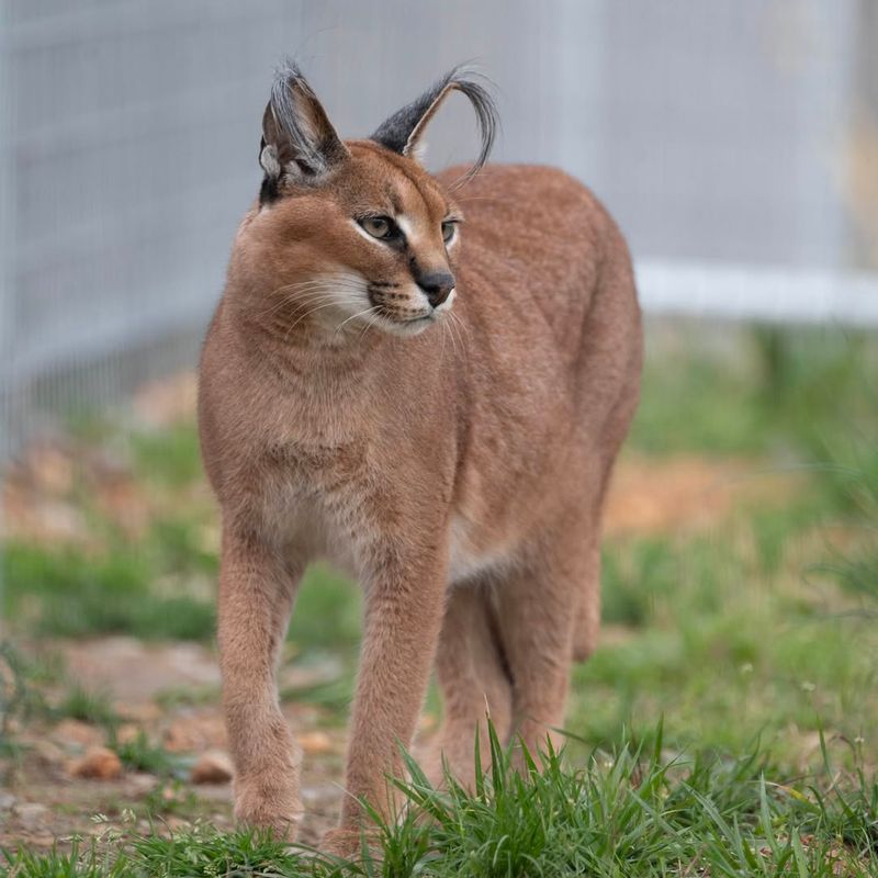 Caracal Cat