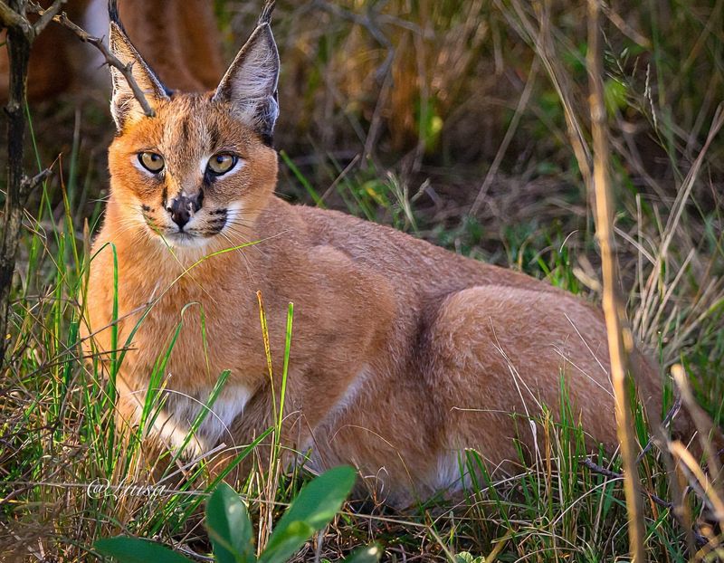 Caracal