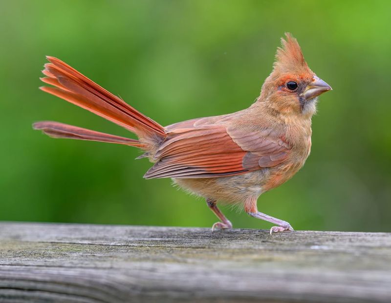 Cardinal