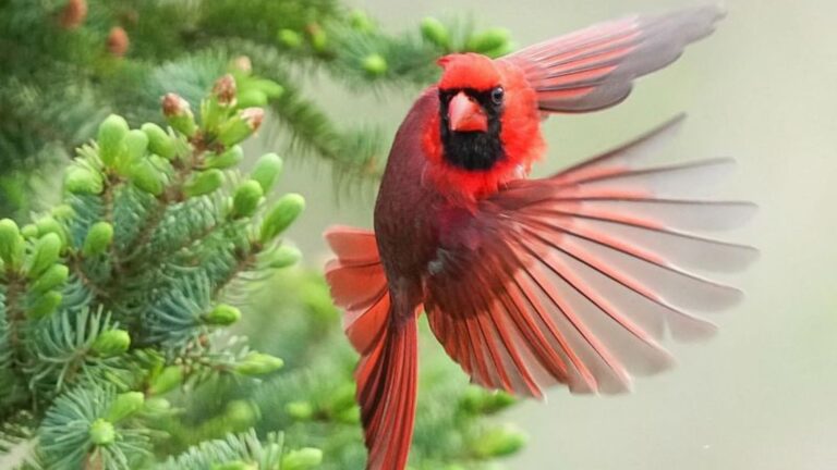 Cardinals Have A Special Meaning According To Experts