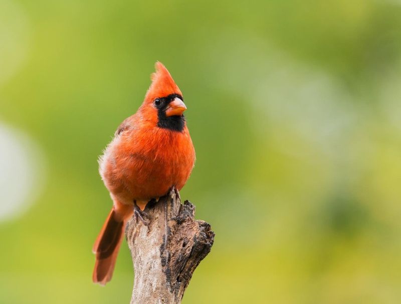 Cardinals as Symbols of Hope and Connection to the Divine