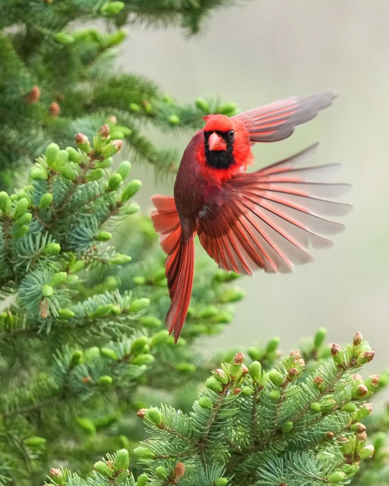 Cardinals as a Sign of a Loved One’s Presence