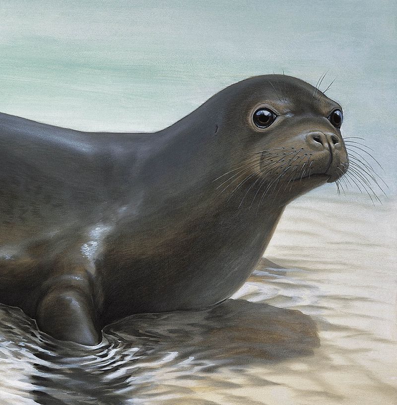 Caribbean Monk Seal