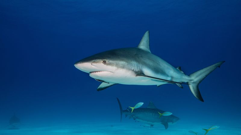 Caribbean Reef Shark