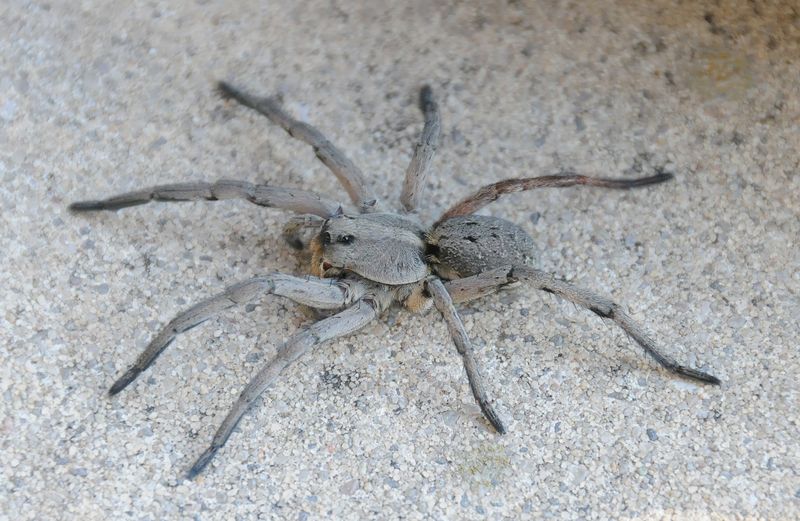 Carolina Wolf Spider in Alaska