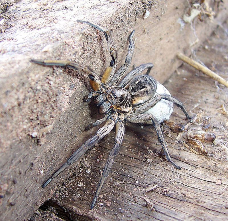 Carolina Wolf Spider in Michigan