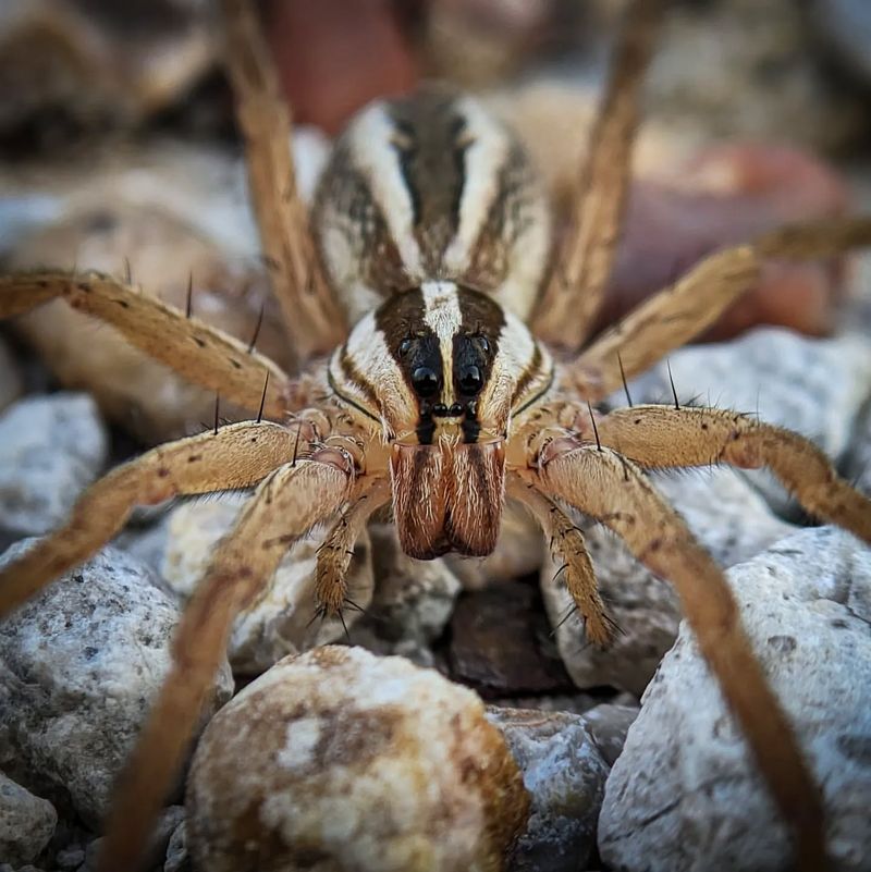 Carolina Wolf Spider in New Hampshire