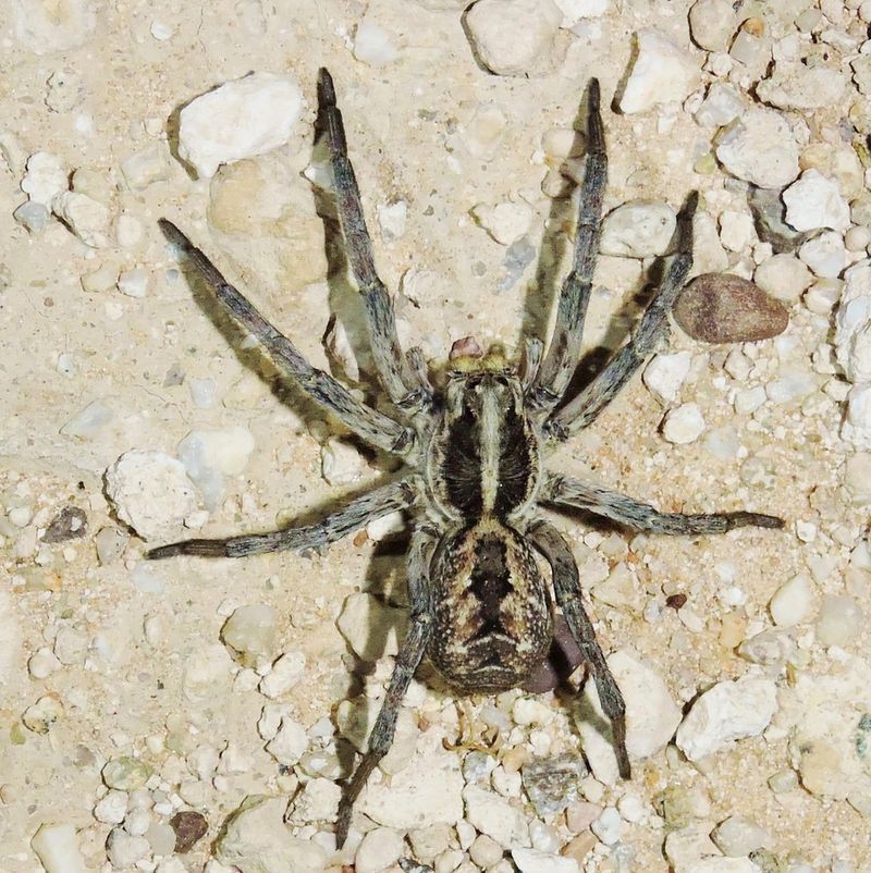 Carolina Wolf Spider in North Carolina