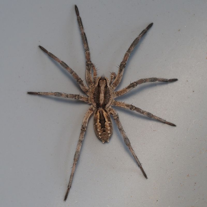 Carolina Wolf Spider in South Carolina