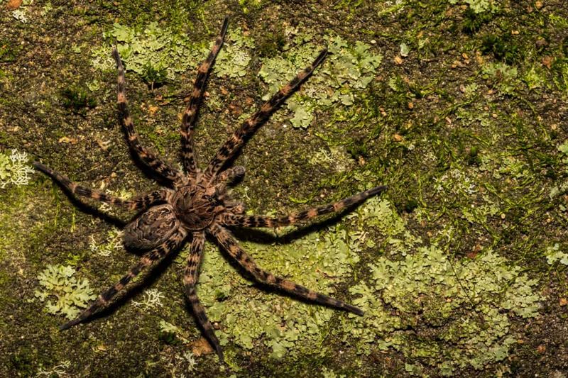 Carolina Wolf Spider in West Virginia