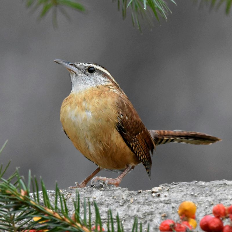 Carolina Wren (South Carolina)