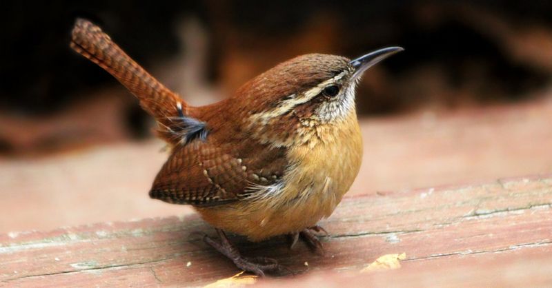 Carolina Wren