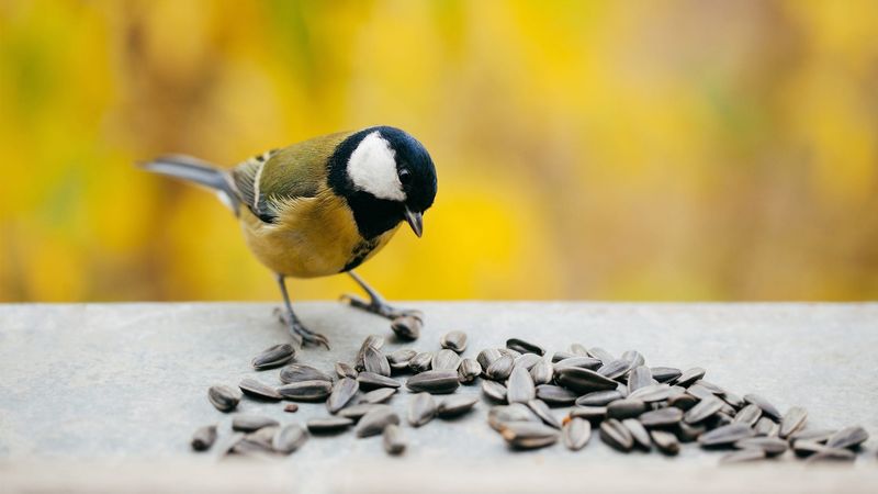 Avoid Feeding Wildlife