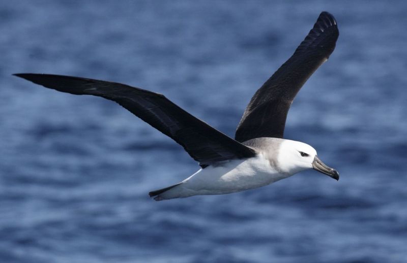 Black-browed Albatross