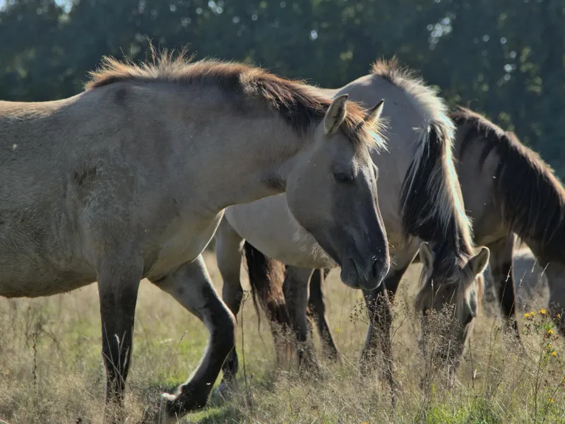 Heck Horse