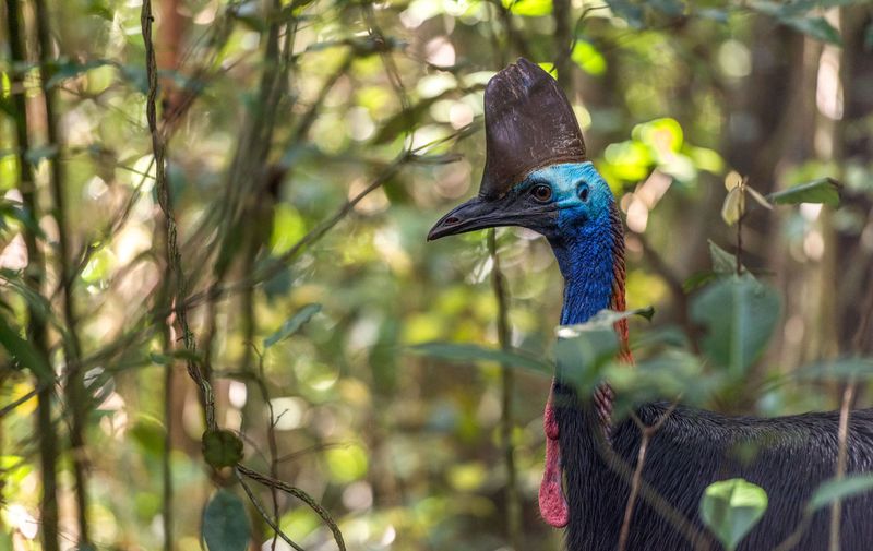 Cassowary's Protective Nature