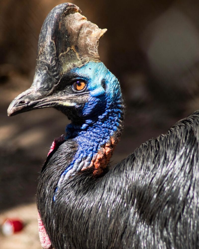 Cassowary