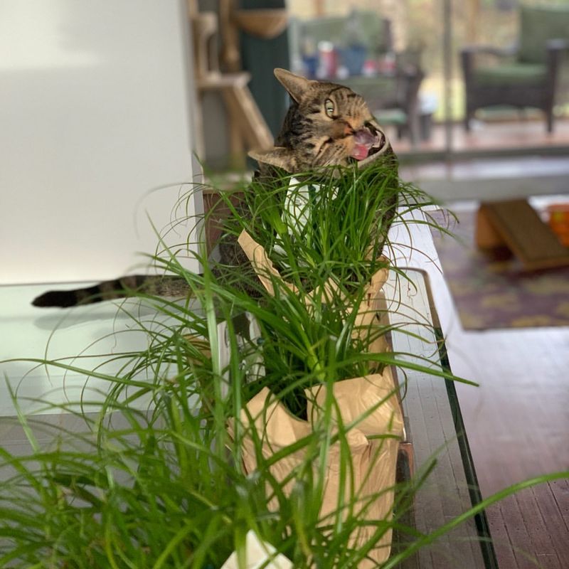 Cat Grass