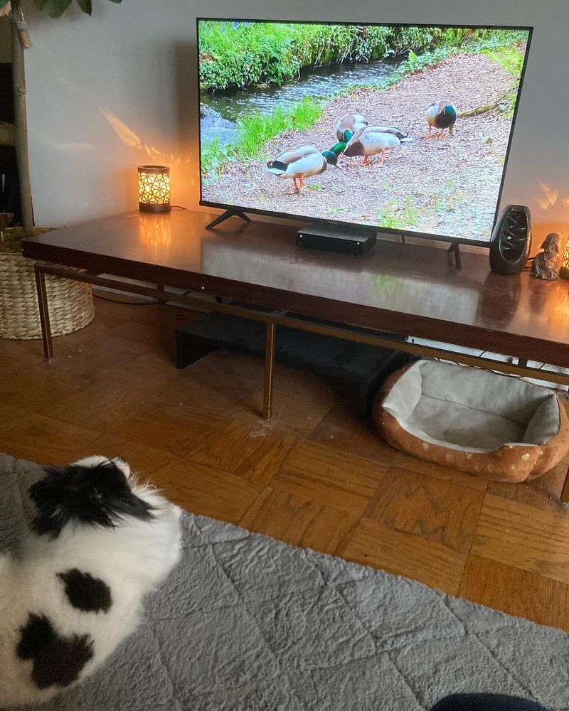 Cat TV Videos