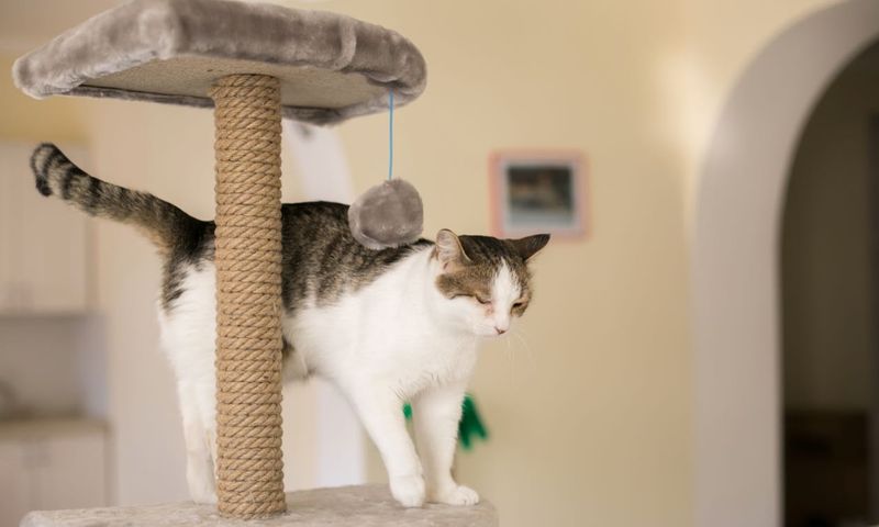 Cat Trees and Perches